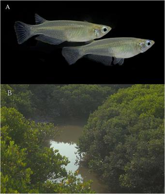 Population genetic characteristics of Hainan medaka with whole-genome resequencing